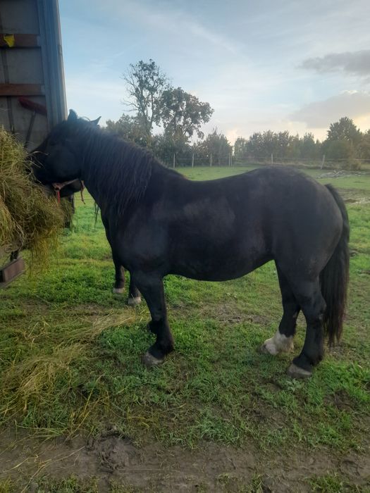 Sprzedam konie zimnokrwiste