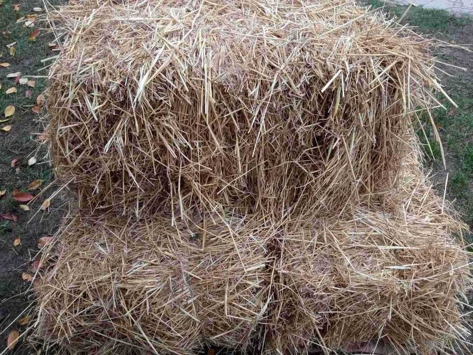 Продам солому пшениці в тюках