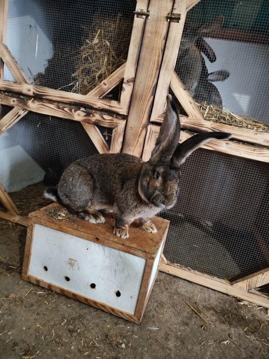 Olbrzym belgijski samice samice