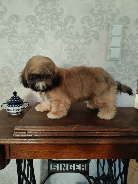 Shih tzu złota suczka z rodowodem