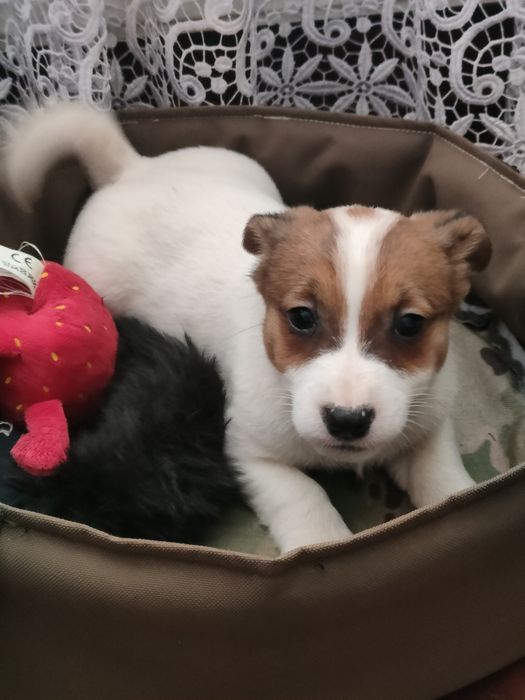 Jack Russell Terrier