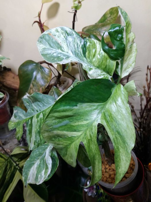 Epipremnum Hanoman sp. Bali variegata WIELKA RZADKOŚĆ Unikat nie monstera philodendron