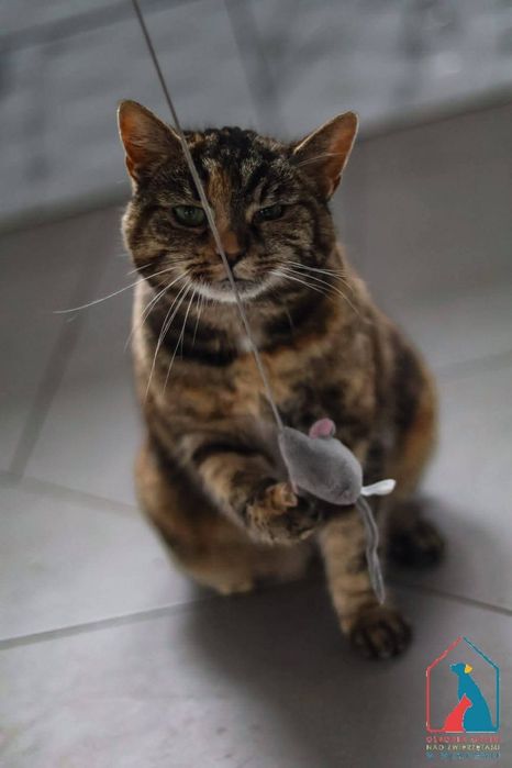 Mojka 413/25 - SZUKA DOMU!