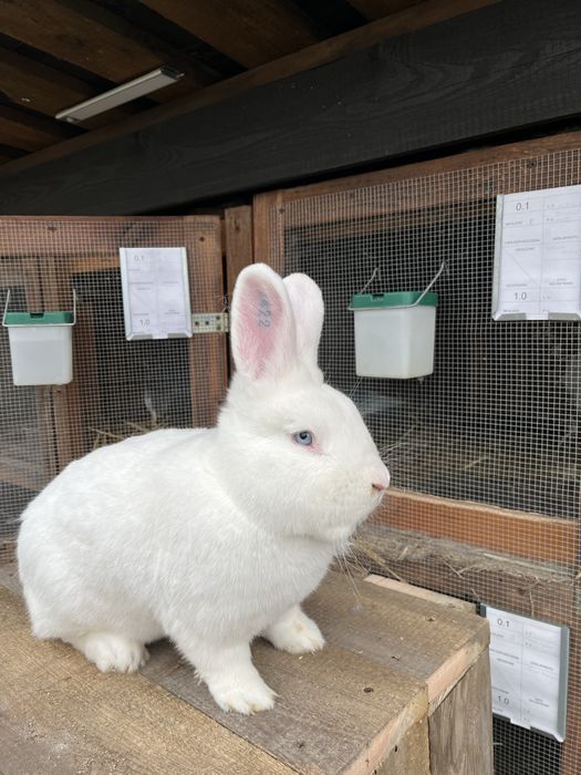 Samiec wiedeński Biały