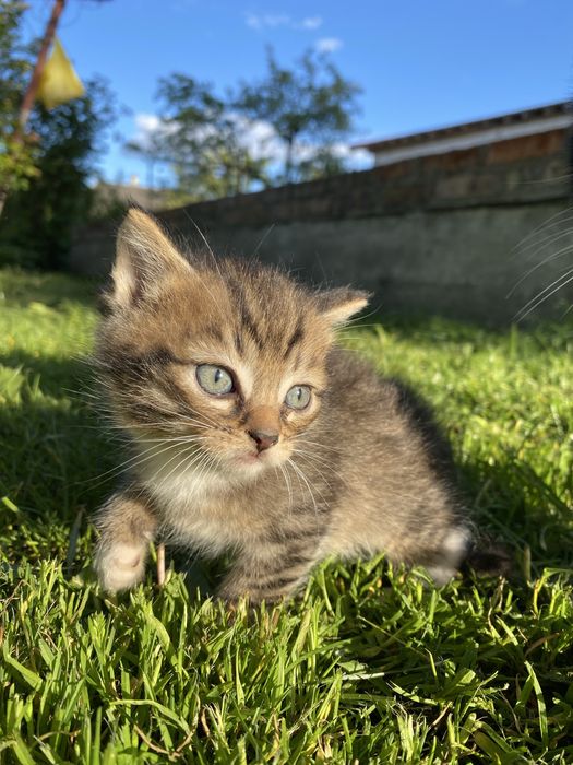 Продам котика.