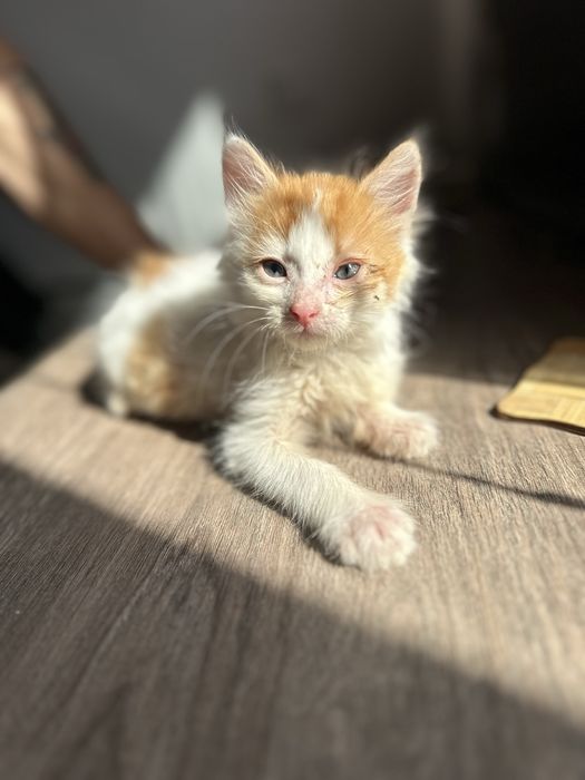Віддам кошенят у добрі руки