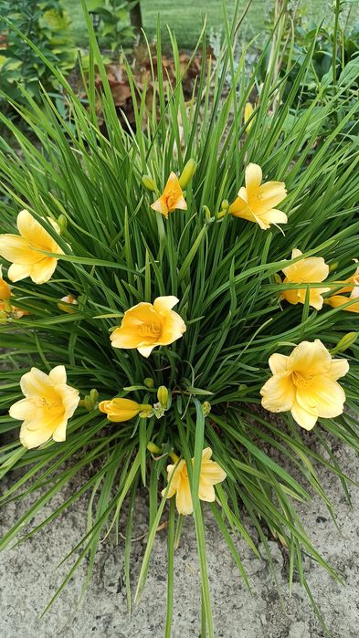 Liliowiec mini  Stella de oro