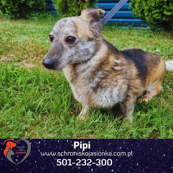 PIPI do adopcji Schronisko Jasionka