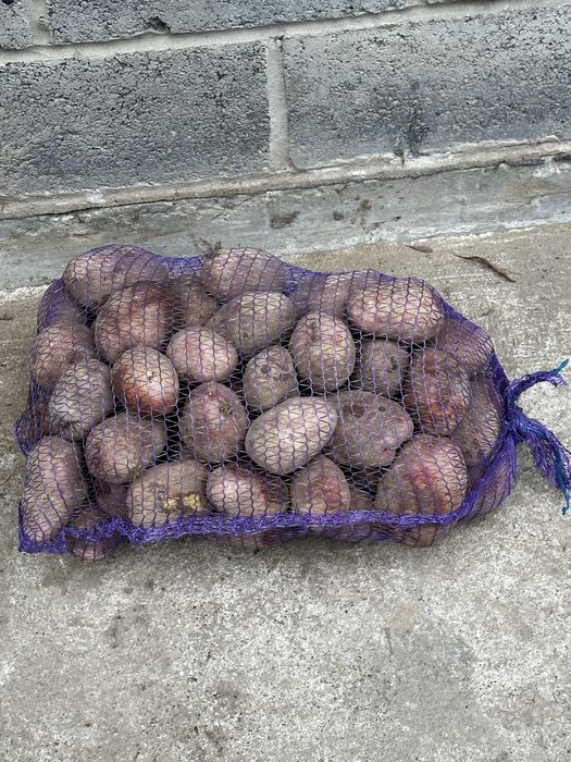 Sprzedam ziemiaki Bellarosa