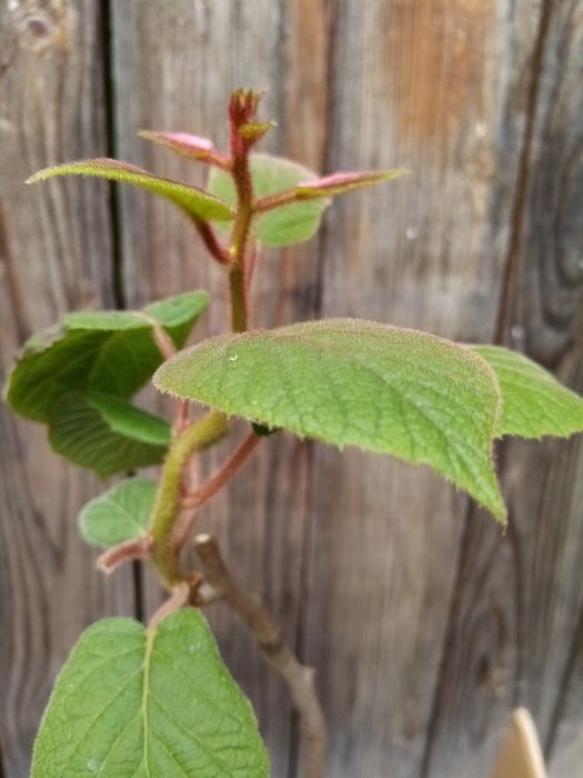 3річні Ківі іЗакарпатське  районоване самозапильна