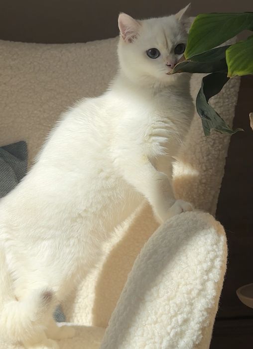 Золотий британський котик! Bri ny 12 33