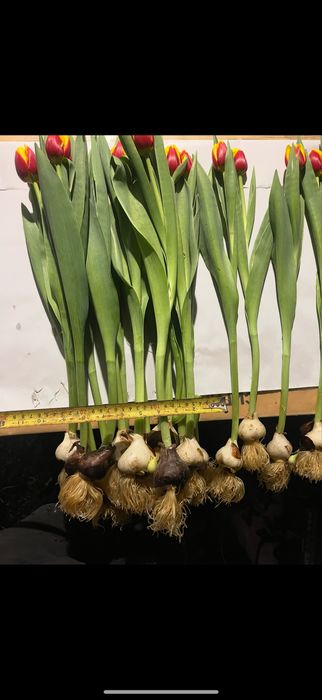 тюльпан до 14.02—8 марта