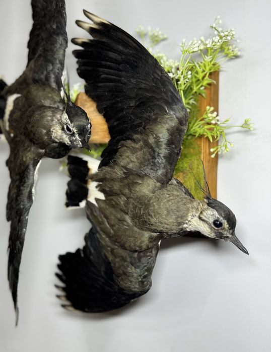 Таксидермія опудало