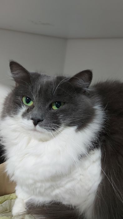 Львів Кішка стерилізована молода