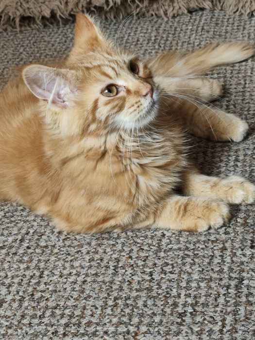 Dziewczynka Maine Coon