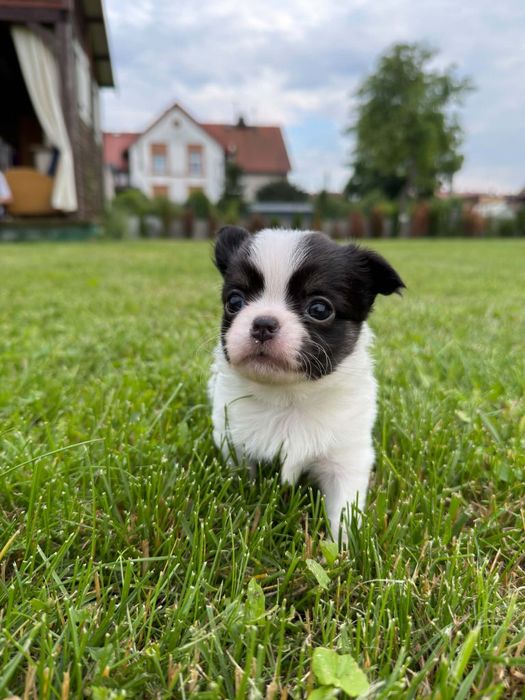 Chihuahua długowłosy samiec ZKwP FCI