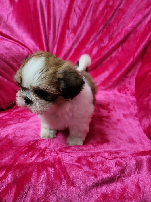 Excelente fêmea pequenina