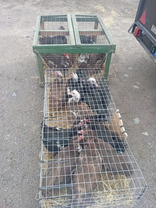 Індокаченята, шипуни.