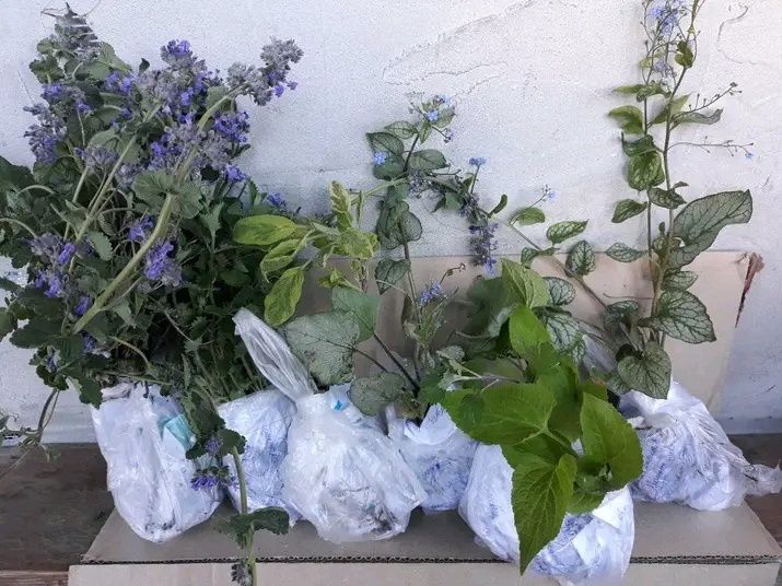 Котовник, іссоп,кніфофія, флокси, гвоздика, гравілат