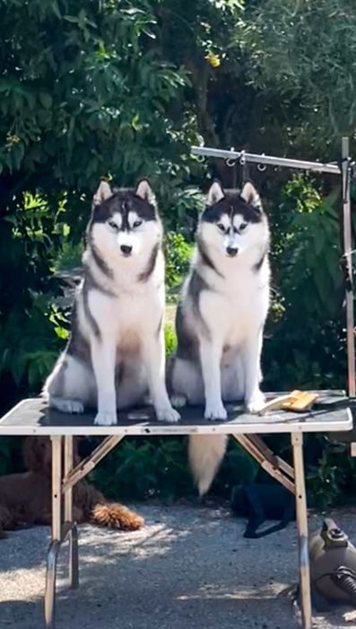 Husky Siberiano com LOP - Iaspis