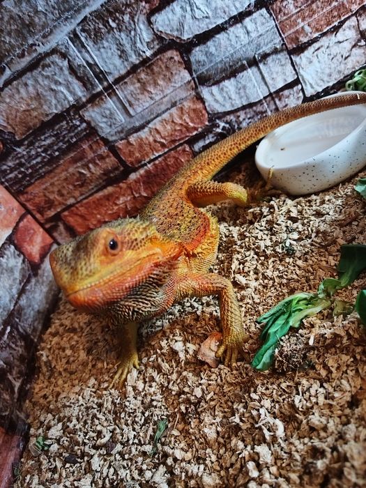 Agama brodata czerwona