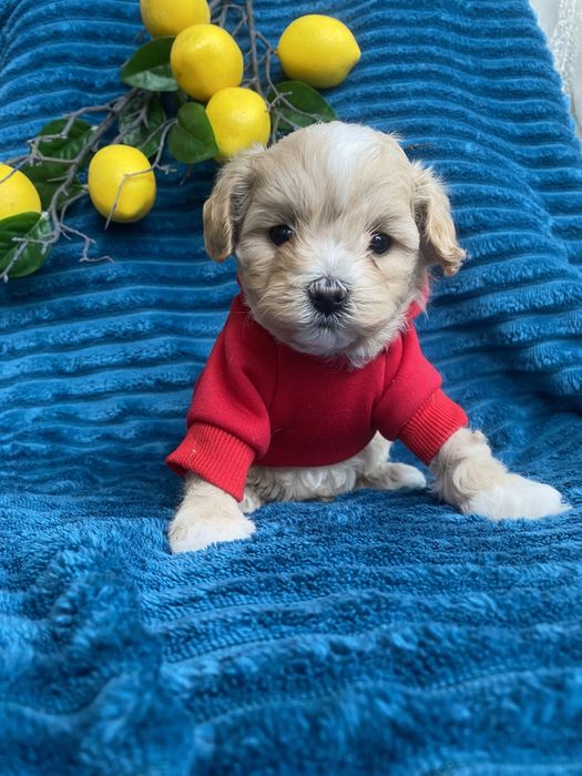 Бебі фейс красиві мальтипу