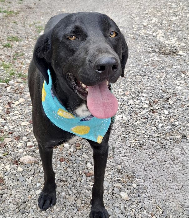 Cudowna Lulu-dobre psie serce, uratowana w Bułgarii.