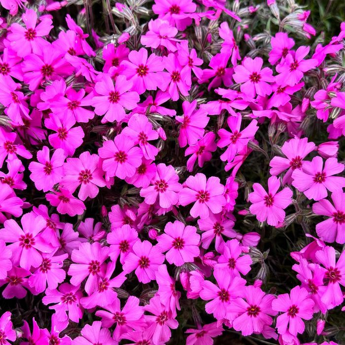 Floks szydlasty Różowy, Płomyk (Phlox subulata) w doniczce P9/0.5L