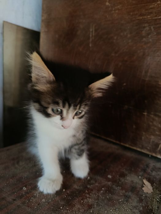 Котята в добрі руки
