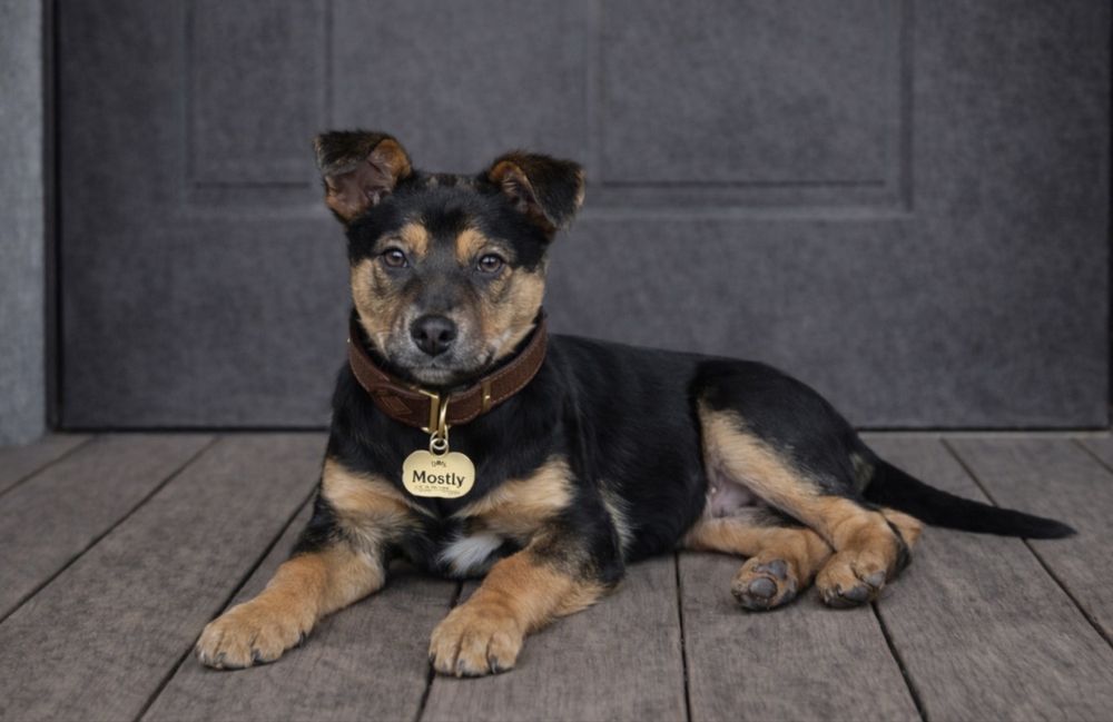 Щенок в хорошие руки