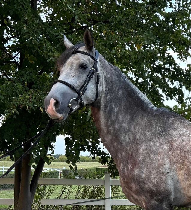 Ambitny wałach 6 lat