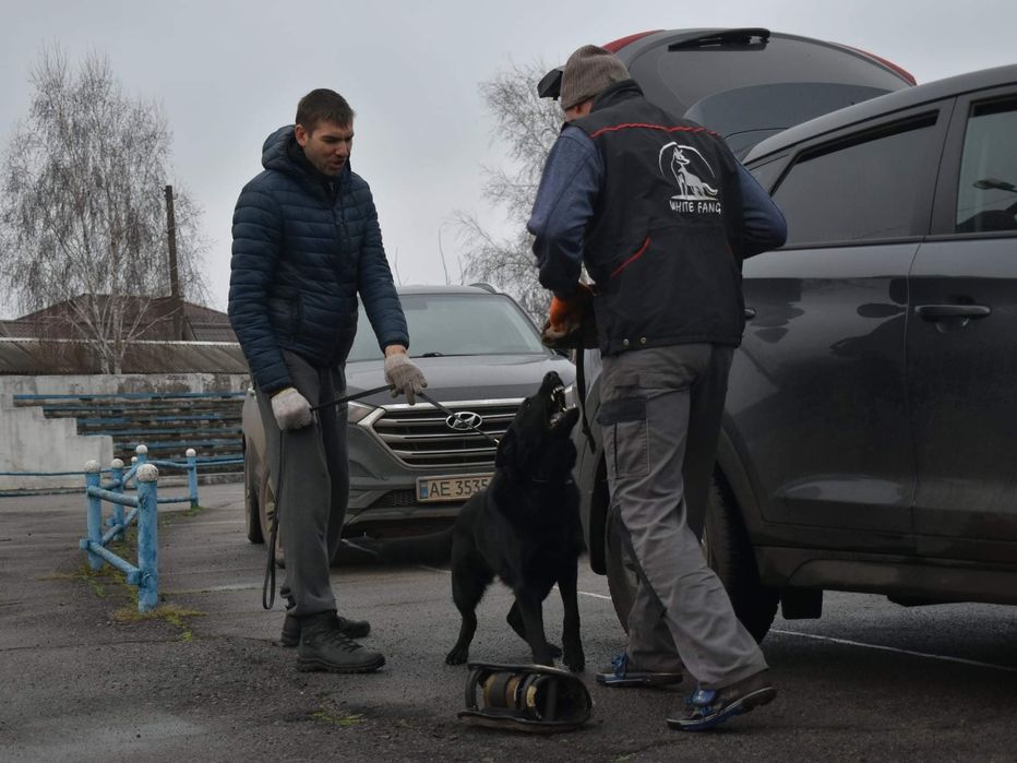 Дрессировка собак Кривой Рог