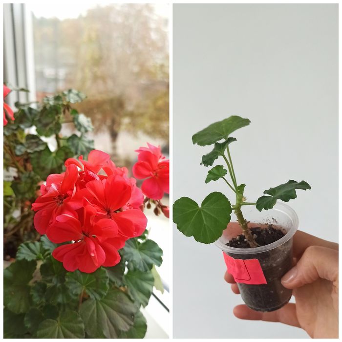 Пеларгонія, різні сорти