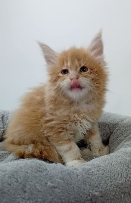 Gatinho Maine Coon com Lop