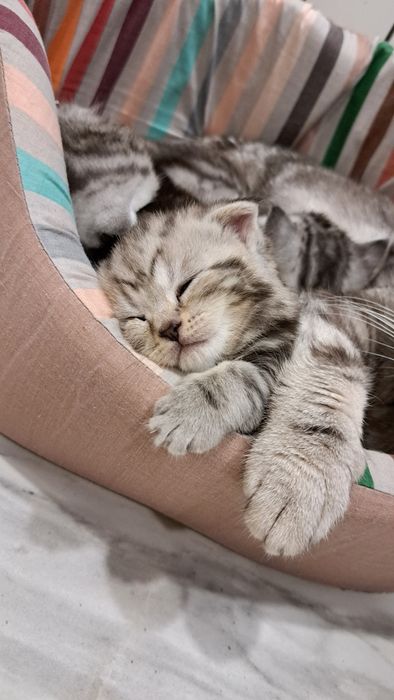 Шотландские котята Вислоушки и Прямоушки