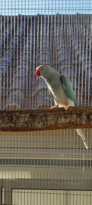 Ring necks prontos a criar