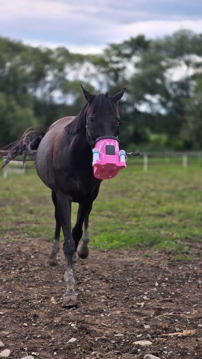 Bezprzewodowy zestaw do inhalacji konia EquiPrint