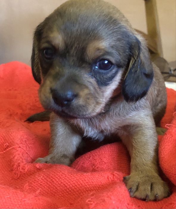 Отдам щенков таксы