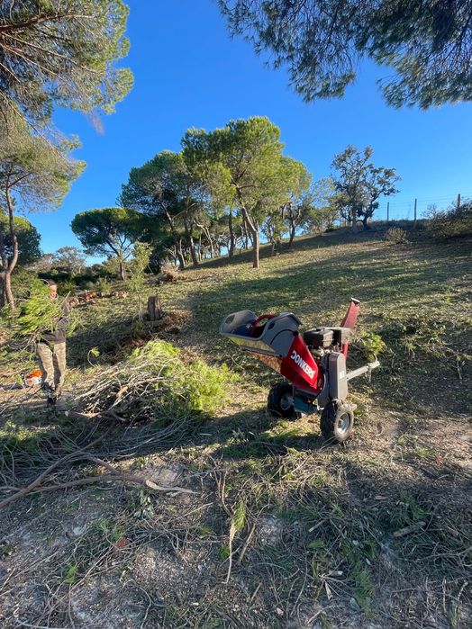 Abate de árvores/Podas e palmeiras