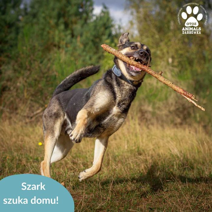 Szark szuka domu na stałe