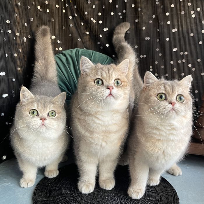 Котики - британці