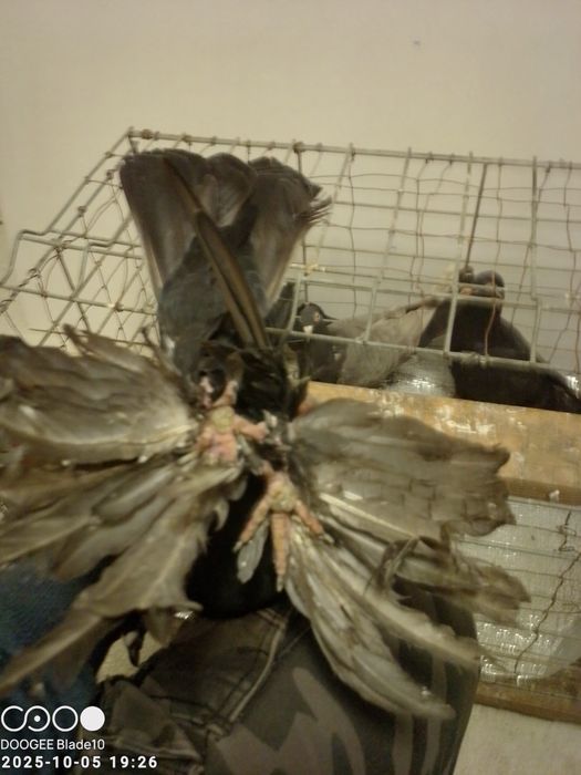 Gołębie bociany i nie tylko