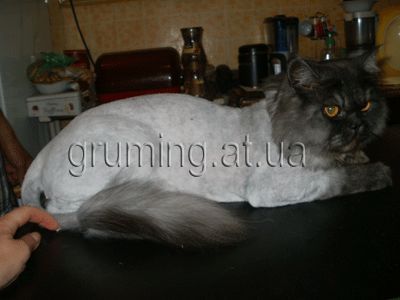 Стрижка собак и котов по приемлемым ценам. Днепропетровск.