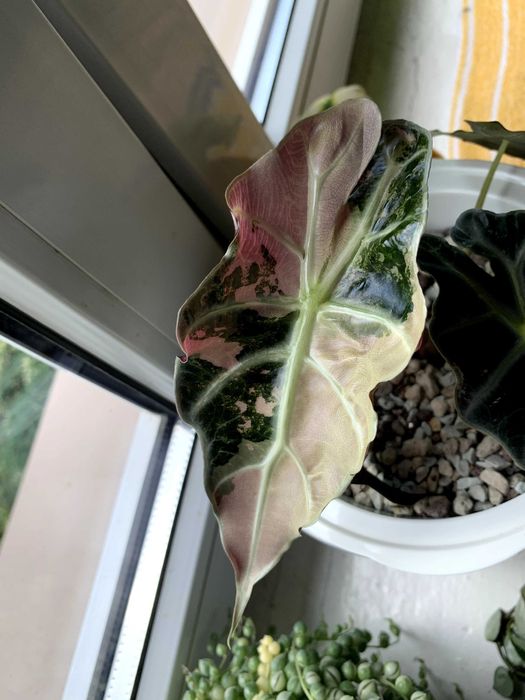 Alocasia Polly Pink