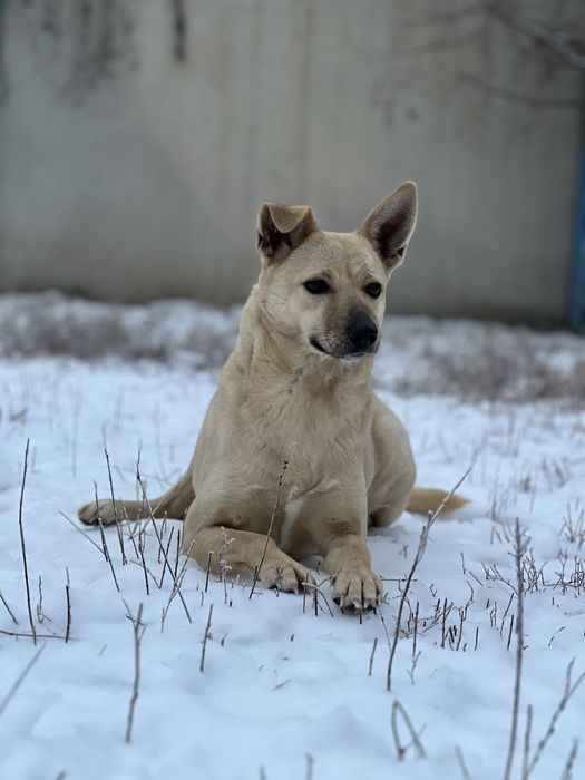 Дівчинка Олівка з Херсону шукає сімʼю