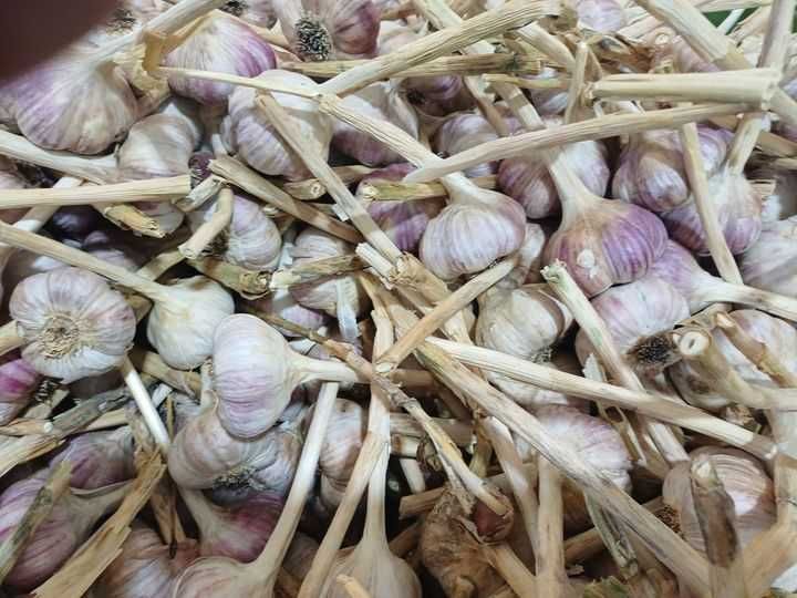 Czosnek lubasza 5 kg