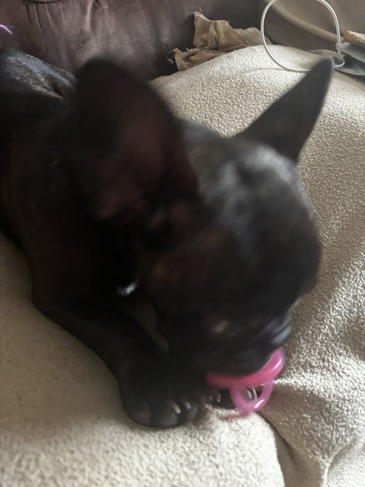 Menina bulldog frances