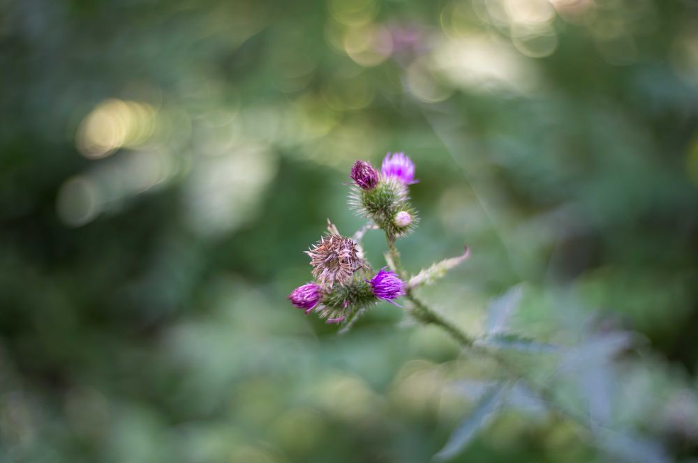 SONY NEX-C3  +  объектив F/1.6 35mm  •  APS-C  16,2 Мп  •  RAW