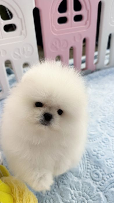 Предлагается к продаже очаровательный щенок померанского шпица