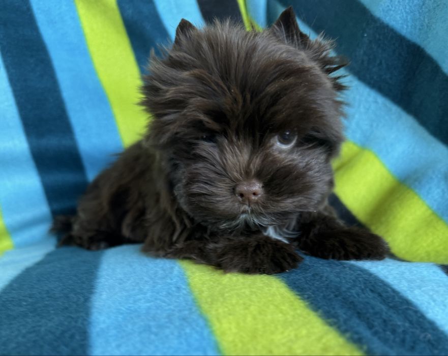 Piesek choco york, czekoladowy, cudny , wyjątkowy